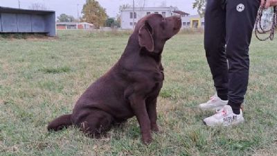 Labrador retriver